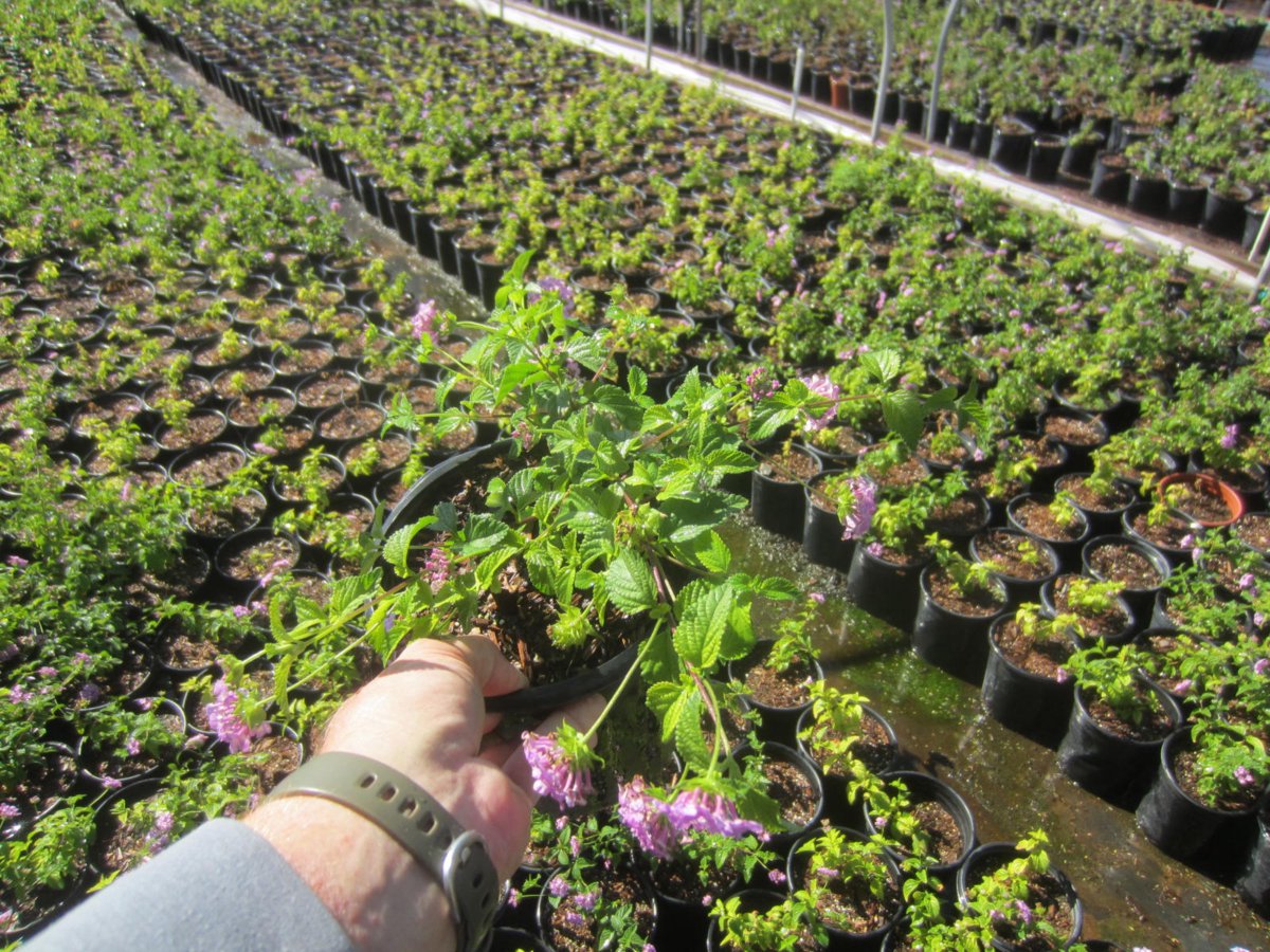 Buy Lantana Montevidensis Purple Trailing Lantana Bidscape