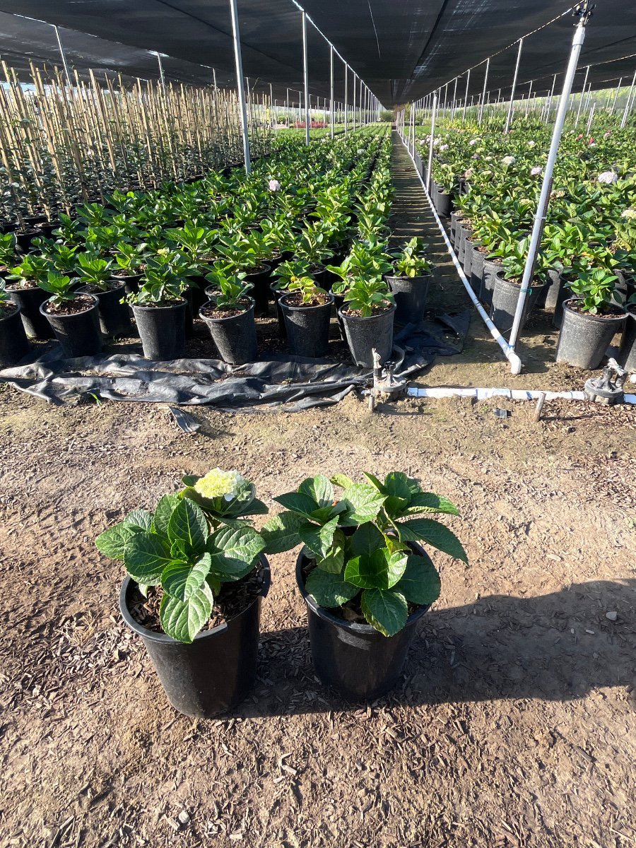 Photo for Hydrangea macrophylla 'White'  ((White Hydrangea))
