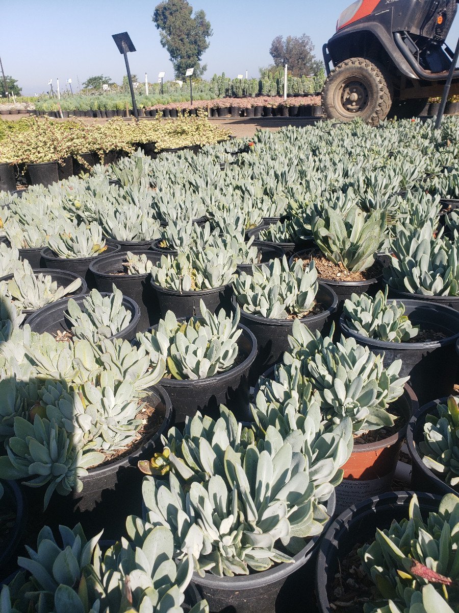 Photo for Senecio cephalophorus (Mountain Fire)