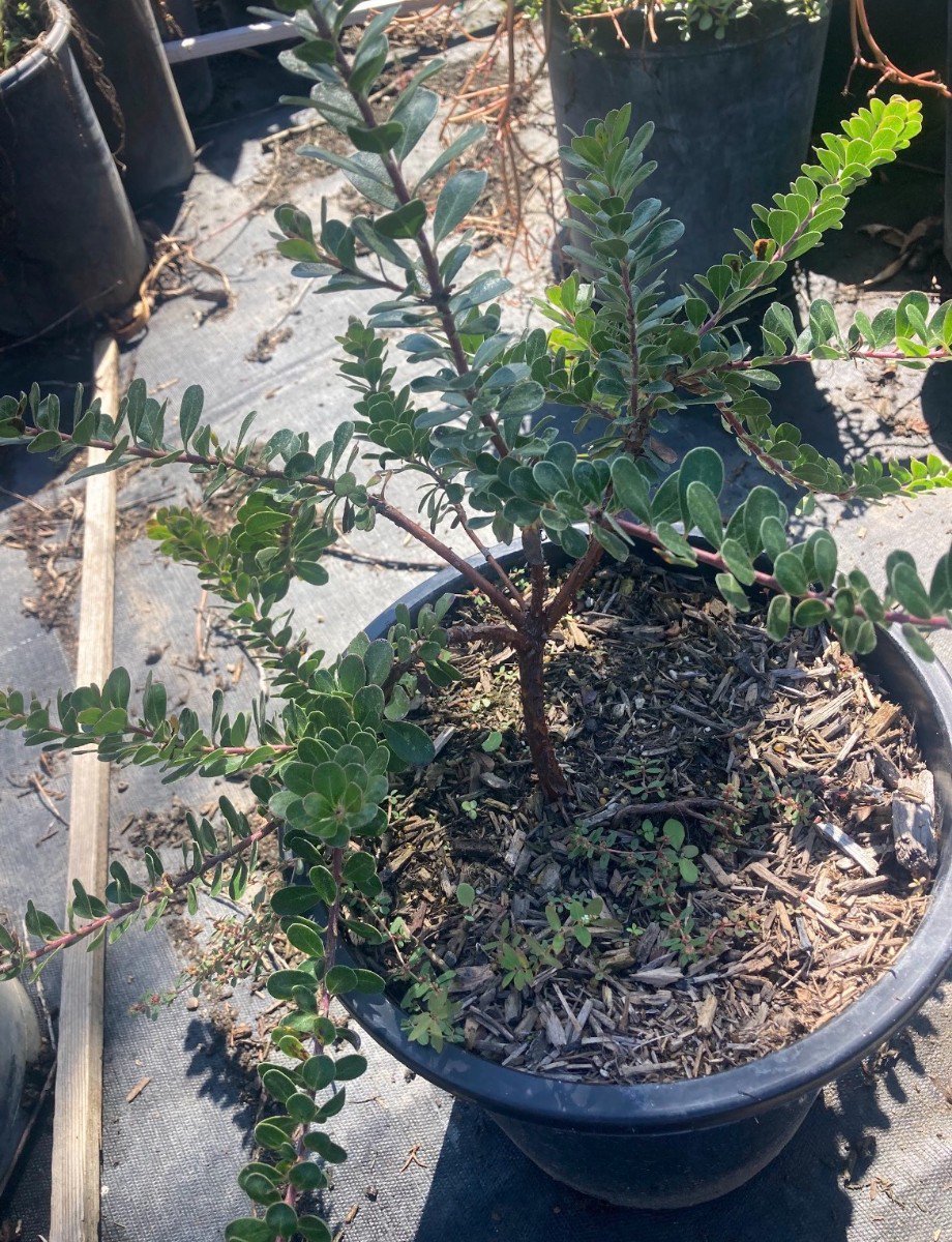 Photo for Arctostaphylos uva-ursi (Radiant Manzanita)