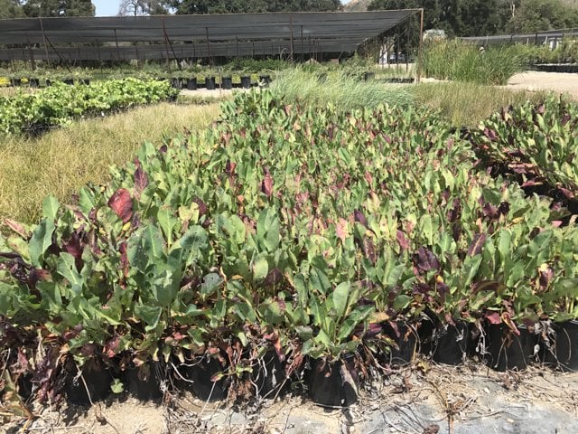 Photo for Anemopsis californica (Yerba Mansa)