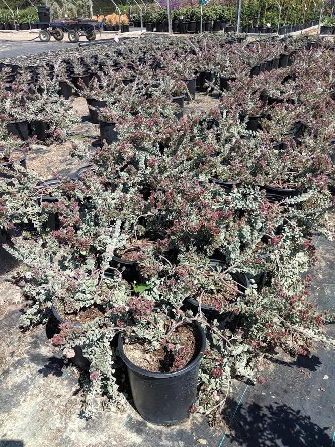 Photo for Adenanthos cuneatus 'Coral Drift' (Flame Bush)
