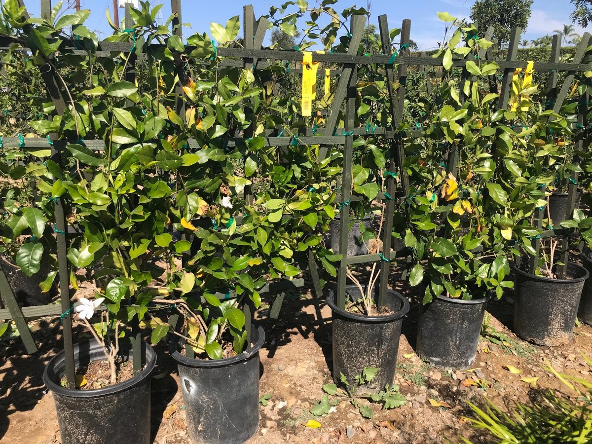 Photo for Clytostoma callistegioides (Espalier) (Violet Trumpet Vine)