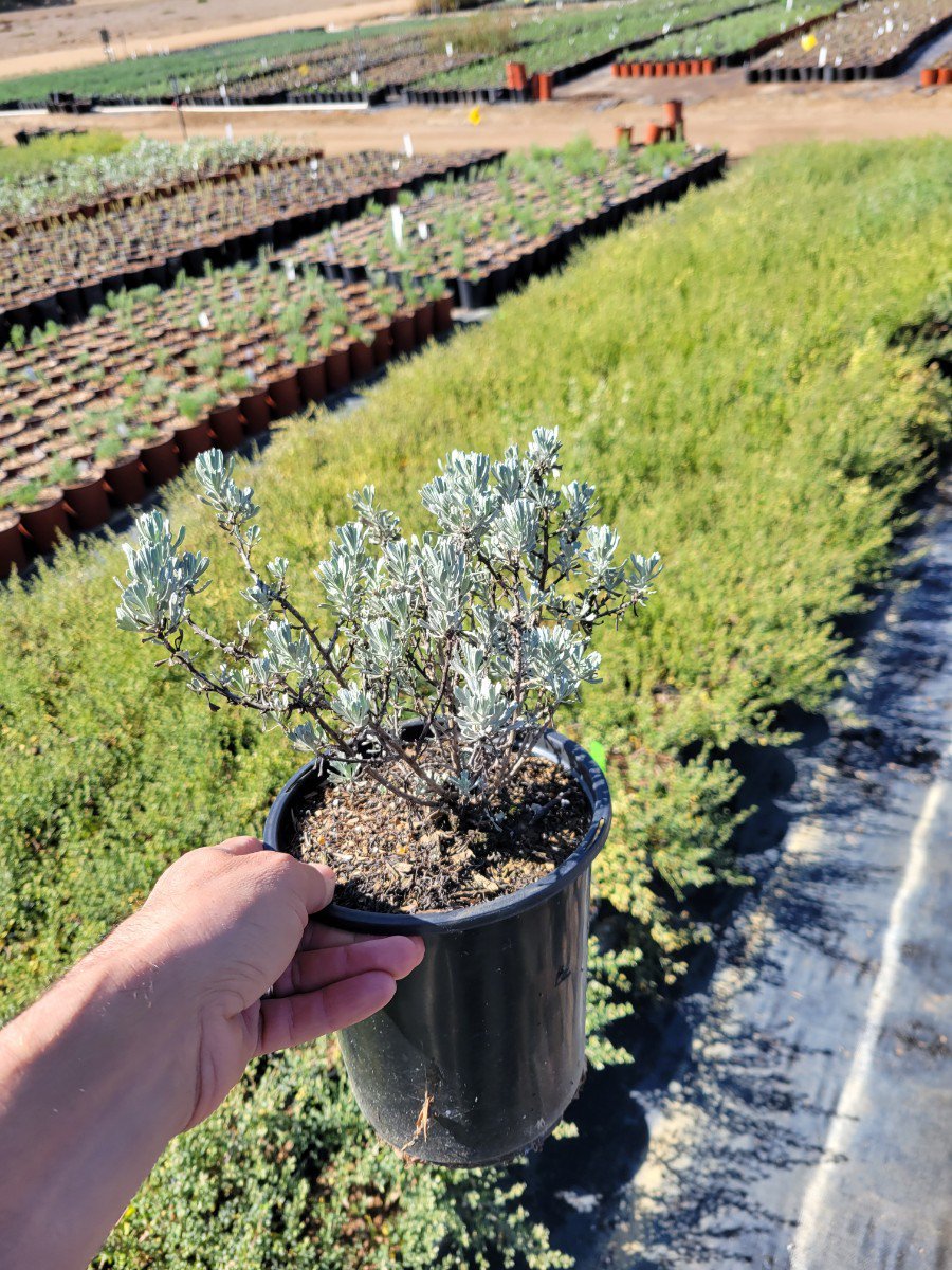 Photo for Artemisia tridentata ssp. vaseyana (Mountain Sagebrush)