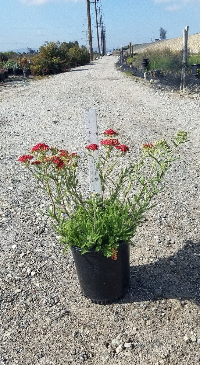 Photo for Achillea millefolium 'Red Velvet' (Red Velvet yarrow)