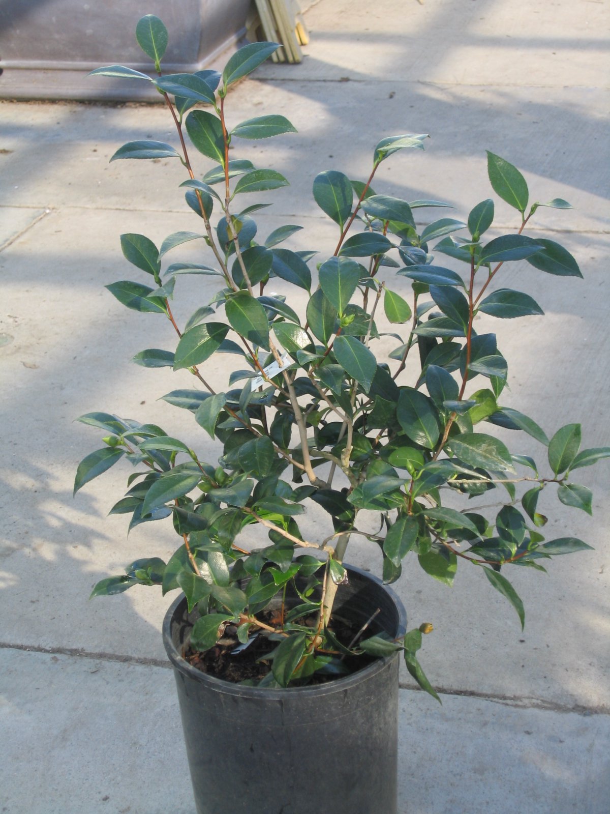 Photo for Camellia japonica 'Debutante' (Debutante Camellia)
