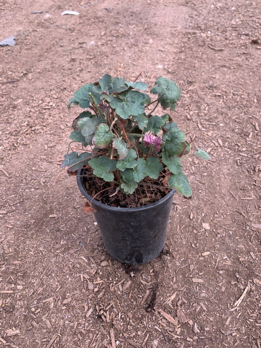 Photo for Heuchera 'Palace Purple' (Palace Purple Heuchera)