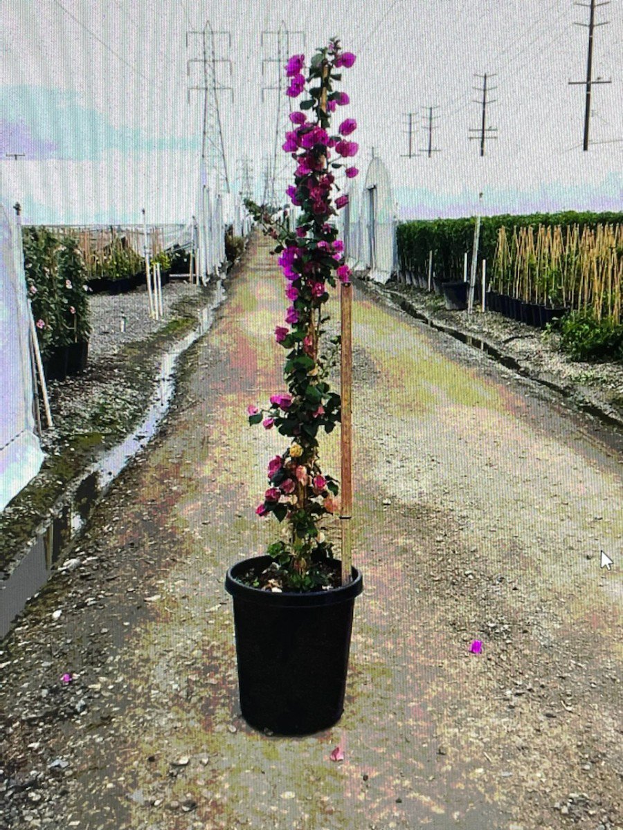 Photo for Bougainvillea ‘Moneth’ (Staked) (Purple Queen Bougainvillea)