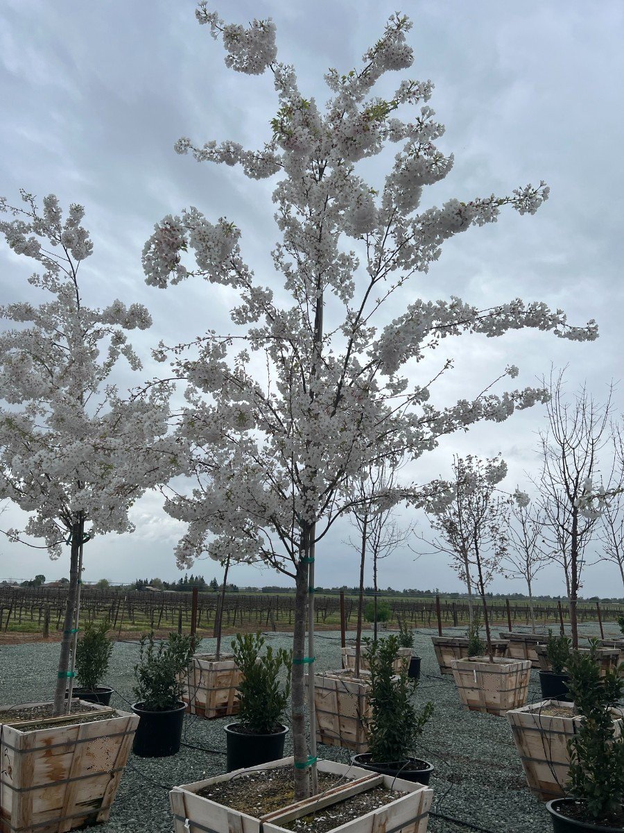 Photo for Prunus yedoensis 'Akebono' (Akebono Flowering Cherry)