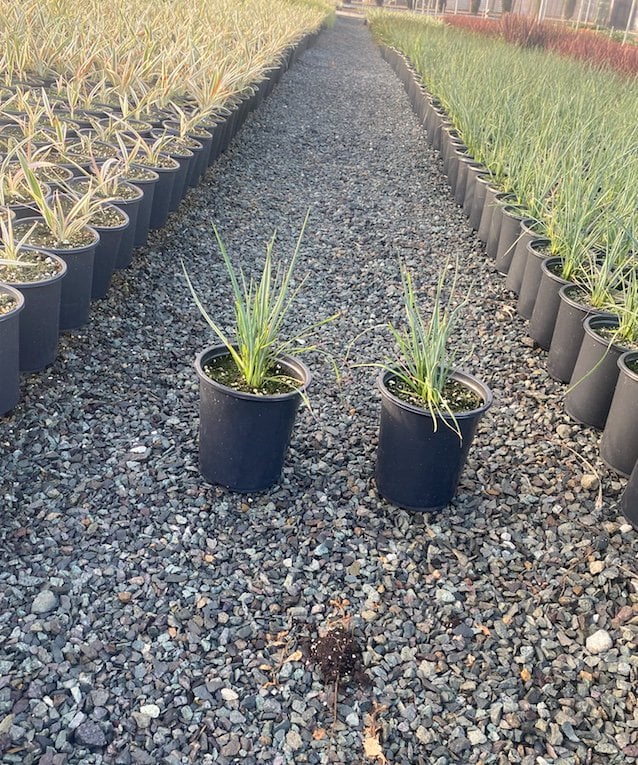 Photo for Hesperaloe parviflora 'Brakelights' (Red Yucca)