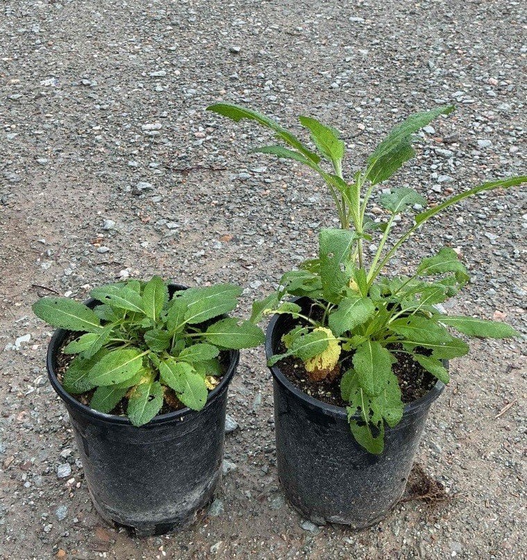 Photo for Salvia x sylvestris 'May Night' (May Night Sage)