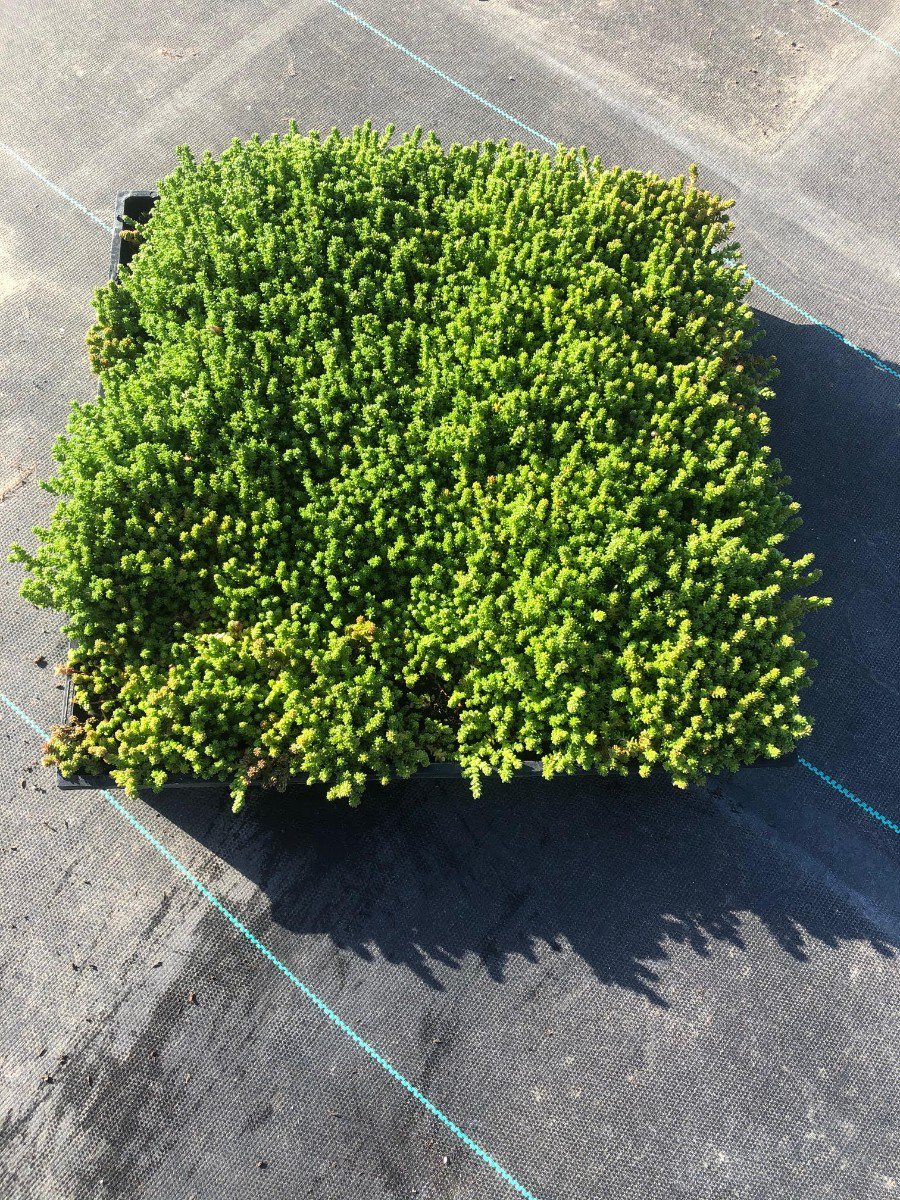 Photo for Sedum angelicum (Angelicum Stonecrop)