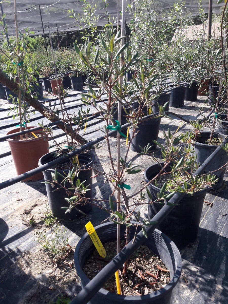 Photo for Xylococcus bicolor (Mission Manzanita)