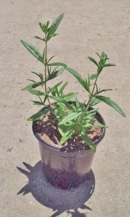 Photo for Mimulus auriantacas (Orange) (Orange Monkey Flower)