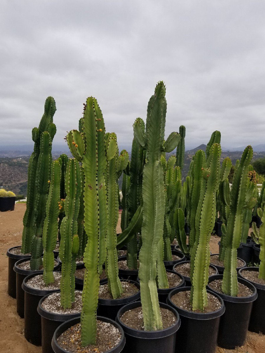 Photo for Euphorbia ammak (African Cancelabra)