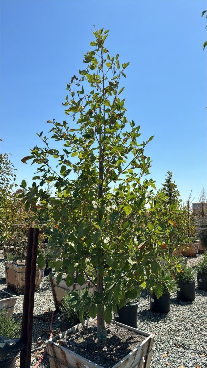 Photo for Alnus rhombifolia (White Alder)