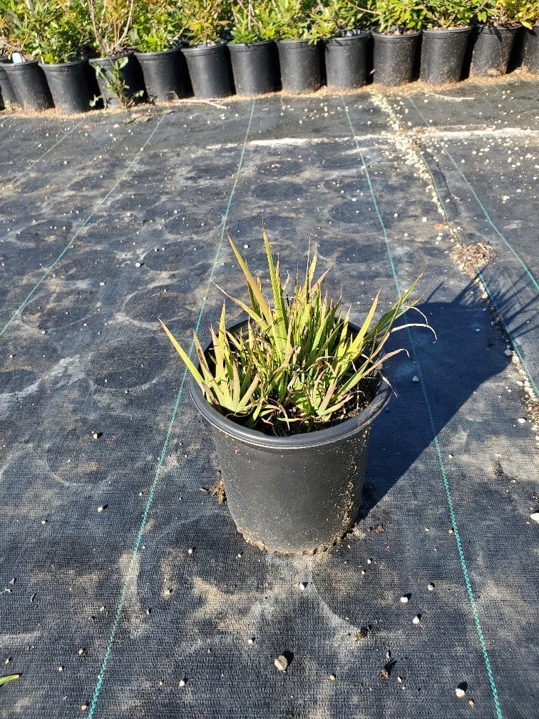 Photo for Juncus xiphioides (Irisleaf Rush)