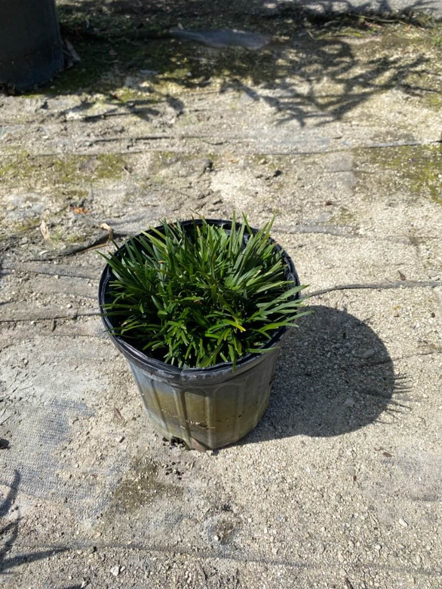 Photo for Ophiopogon jaburan (Mondo Grass)