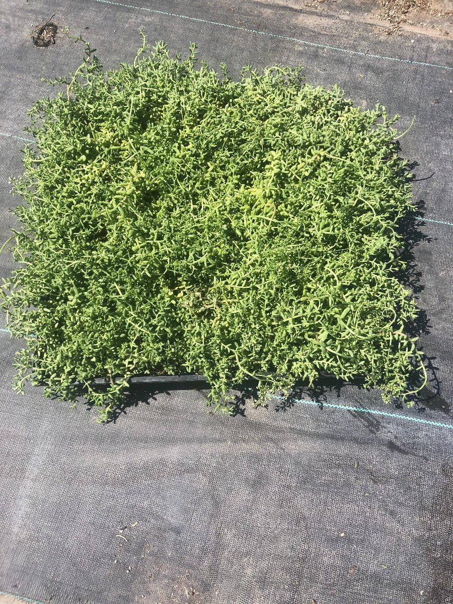 Photo for Sedum brevifolium (Stonecrop)