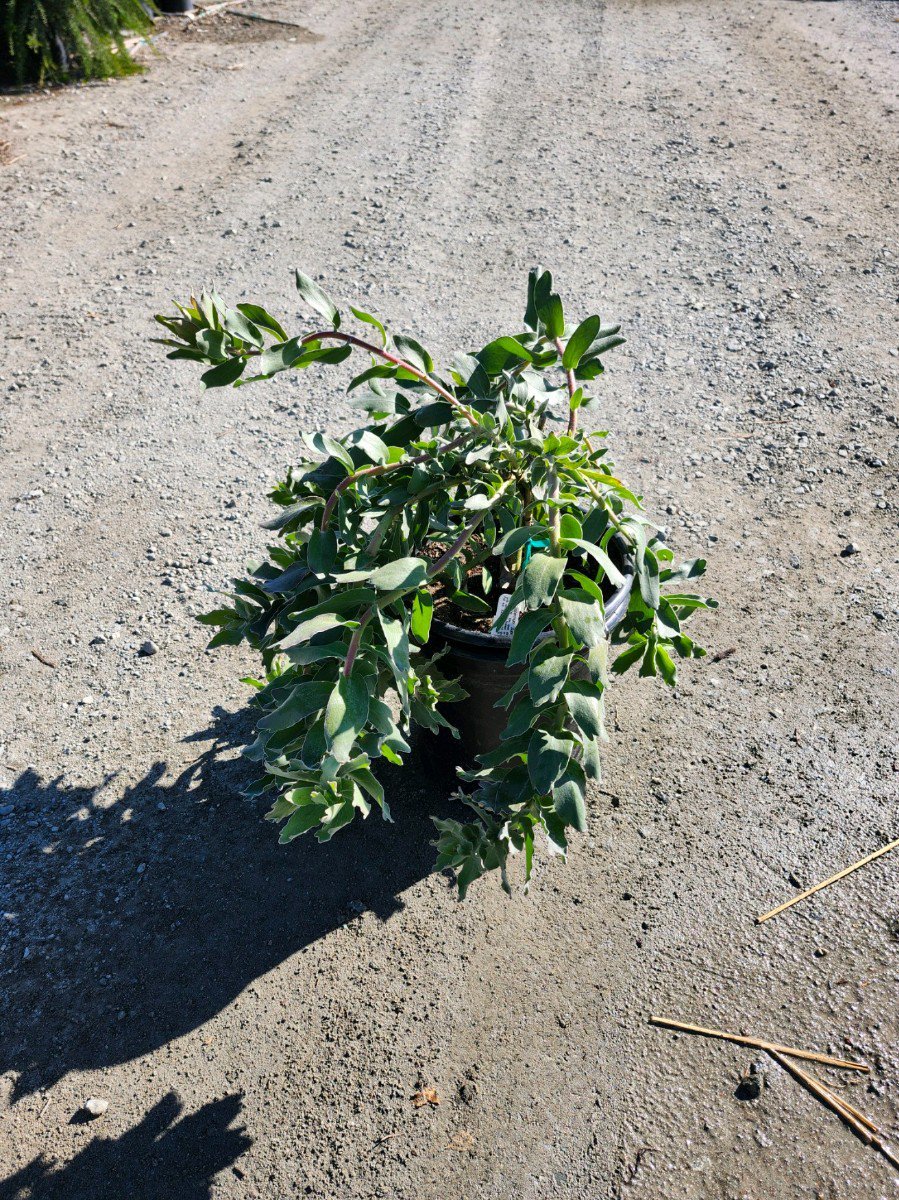 Photo for Leucospermum 'Sunrise' (Early Salmon Pincushion)
