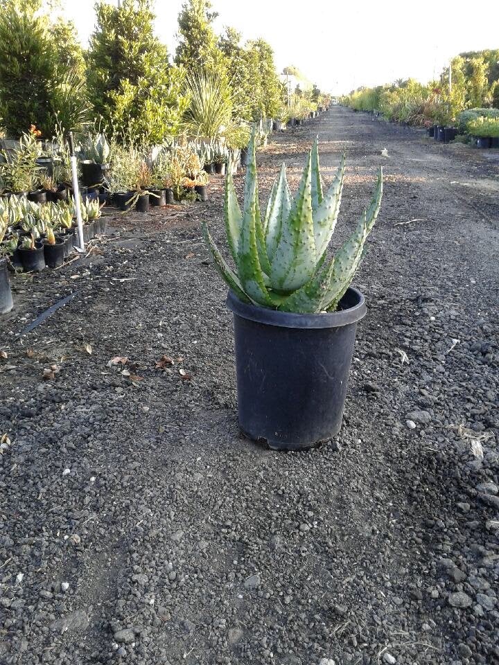 Photo for Agave salmiana var. ferox (Agave salmiana var. ferox)