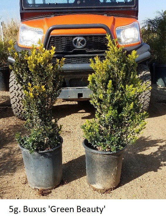 Photo for Buxus 'Green Gem' (Green Gem Boxwood)