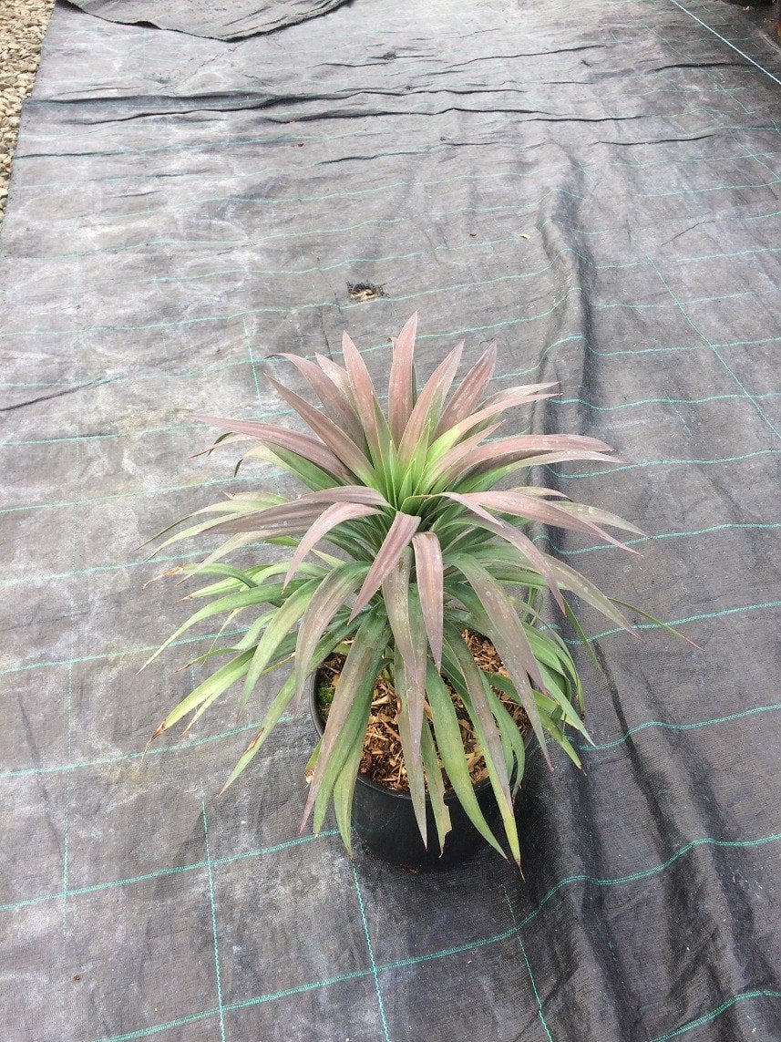 Photo for Yucca desmetiana 'Blue Boy' (Blue Boy Yucca)