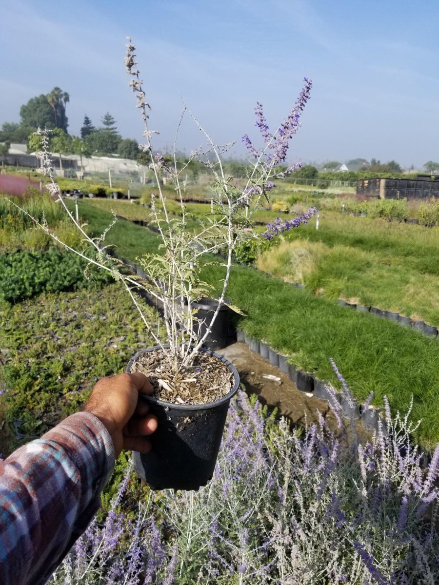 Photo for Perovskia atriplicifolia (Russian Sage)