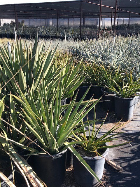 Photo for Yucca filamentosa (Adam's Needle)