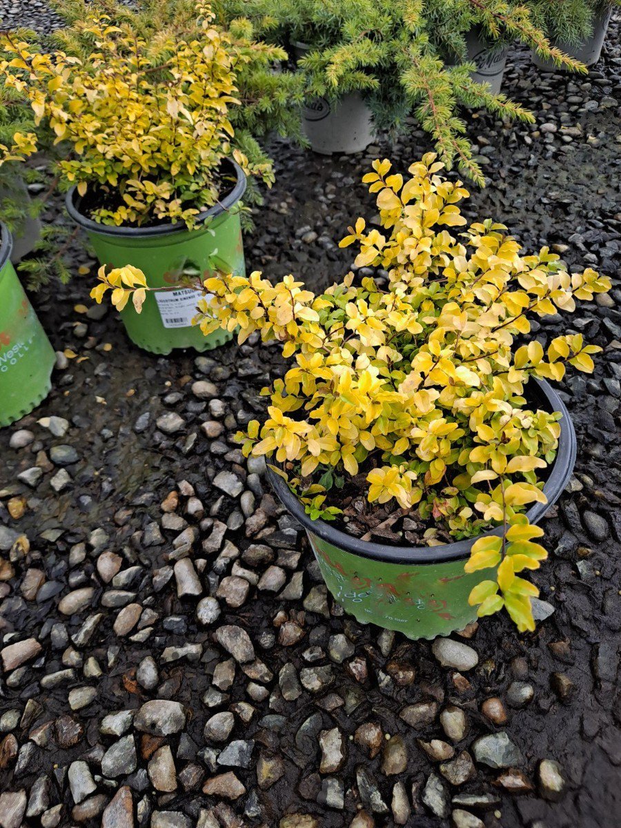 Photo for Ligustrum sinense 'Sunshine' (Sunshine Ligustrum)