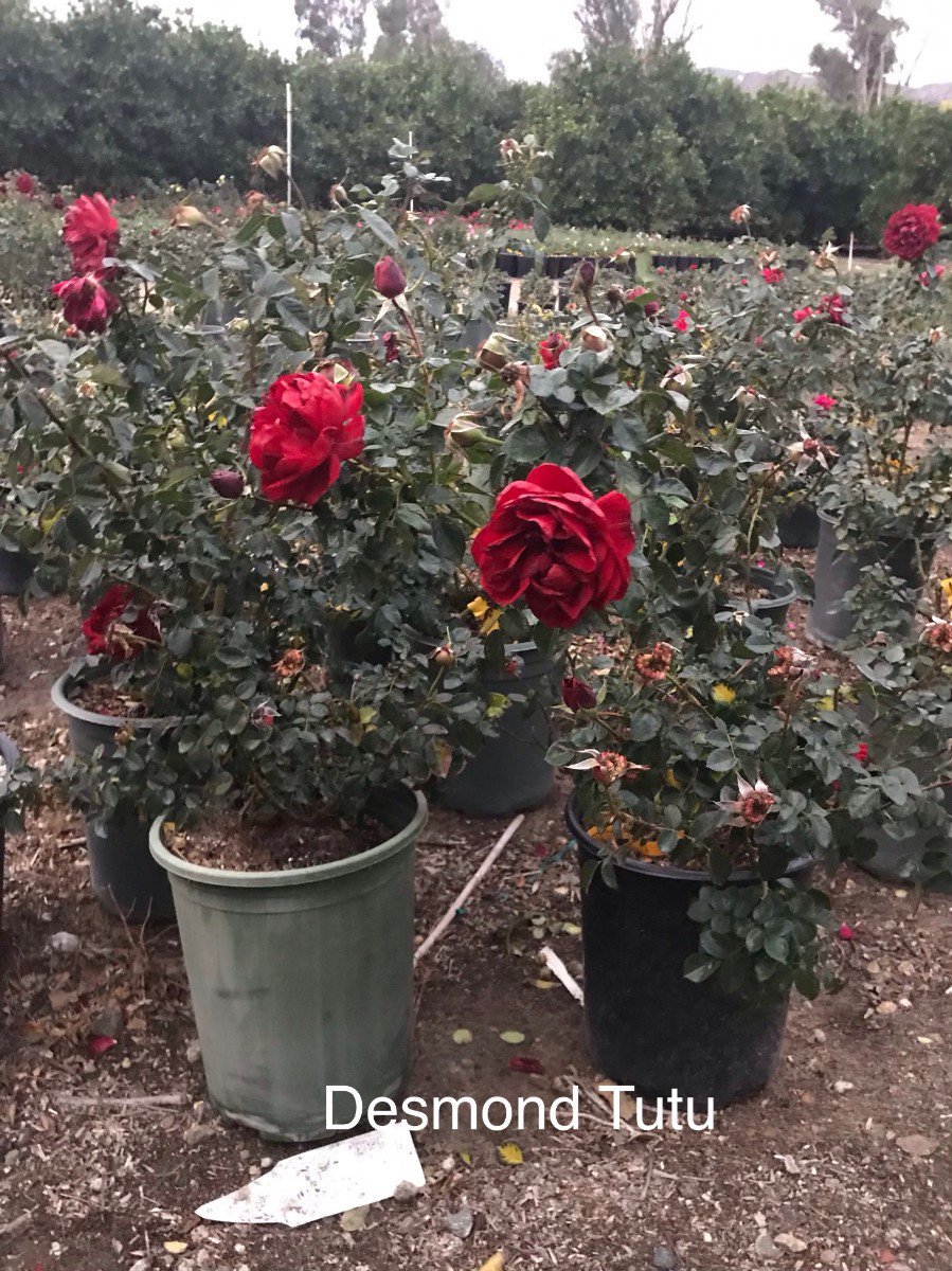 Photo for Rosa 'Desmond Tutu' (Desmond Tutu Shrub Rose)