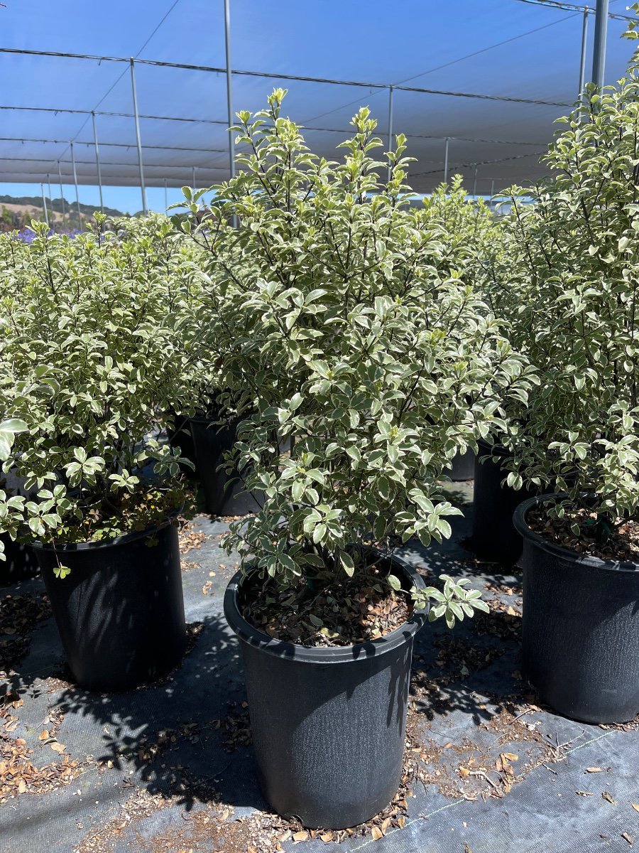 Photo for Pittosporum Tenuifolium 'Variegatum' (Variegatum Variegated pittosporum)