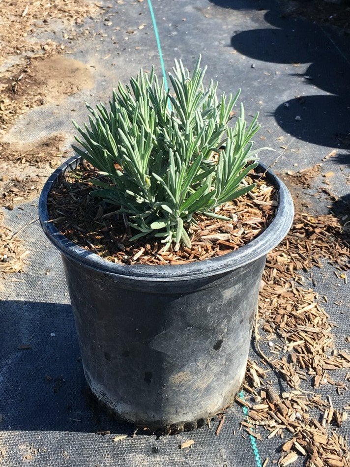 Photo for Lavandula angustifolia 'Munstead' (English Lavender)
