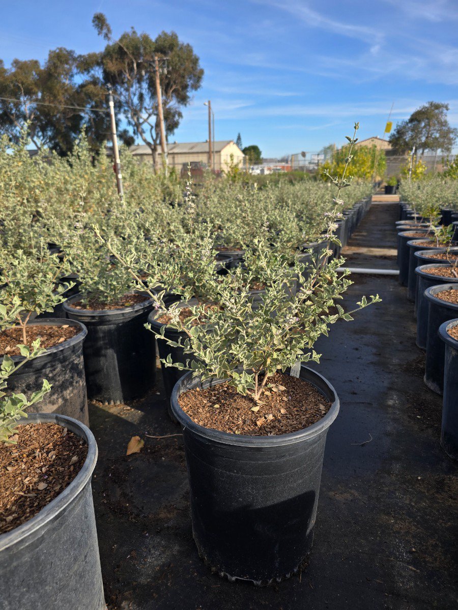 Photo for Hyptis emoryi (Desert Lavender)