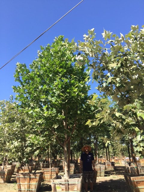 Photo for Platanus mexicana (Mexican Sycamore)