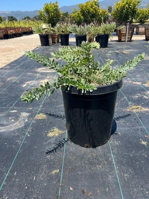 Photo for Acacia covenyi (Blue Bush)