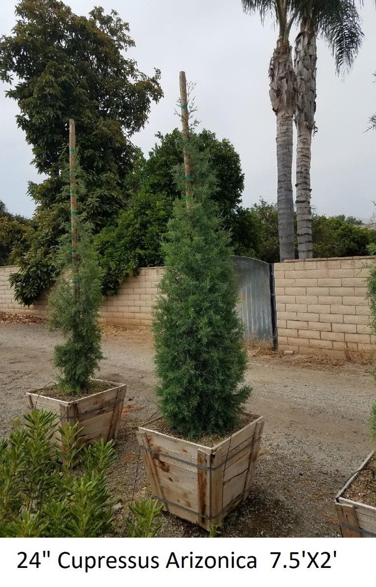 Photo for Cupressus arizonica var. glabra 'Blue Pyramid' (Blue Pyramid Arizona Cypress)