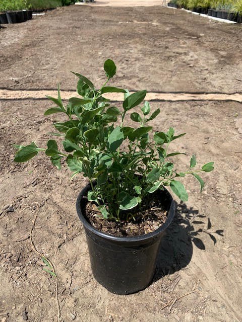 Photo for Vinca major 'Variegata' (Big Leaf Variegated Periwinkle)