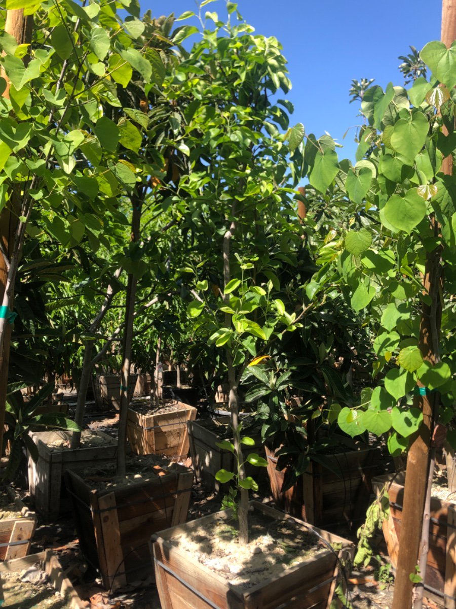 Photo for Pyrus pyrifolia 'Shinseiki' (Shinseiki Asian Pear (New Century))