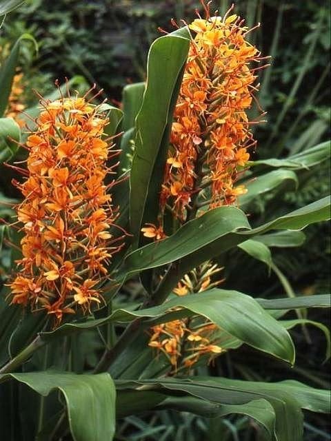 Photo for Hedychium coccinium 'Tara' (Tara Ginger)