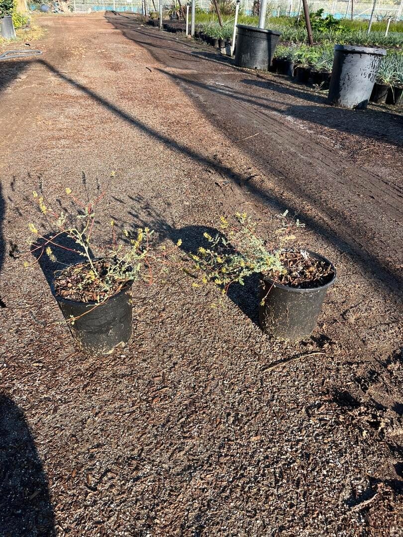 Photo for Dalea capitata (Lemon Dalea)
