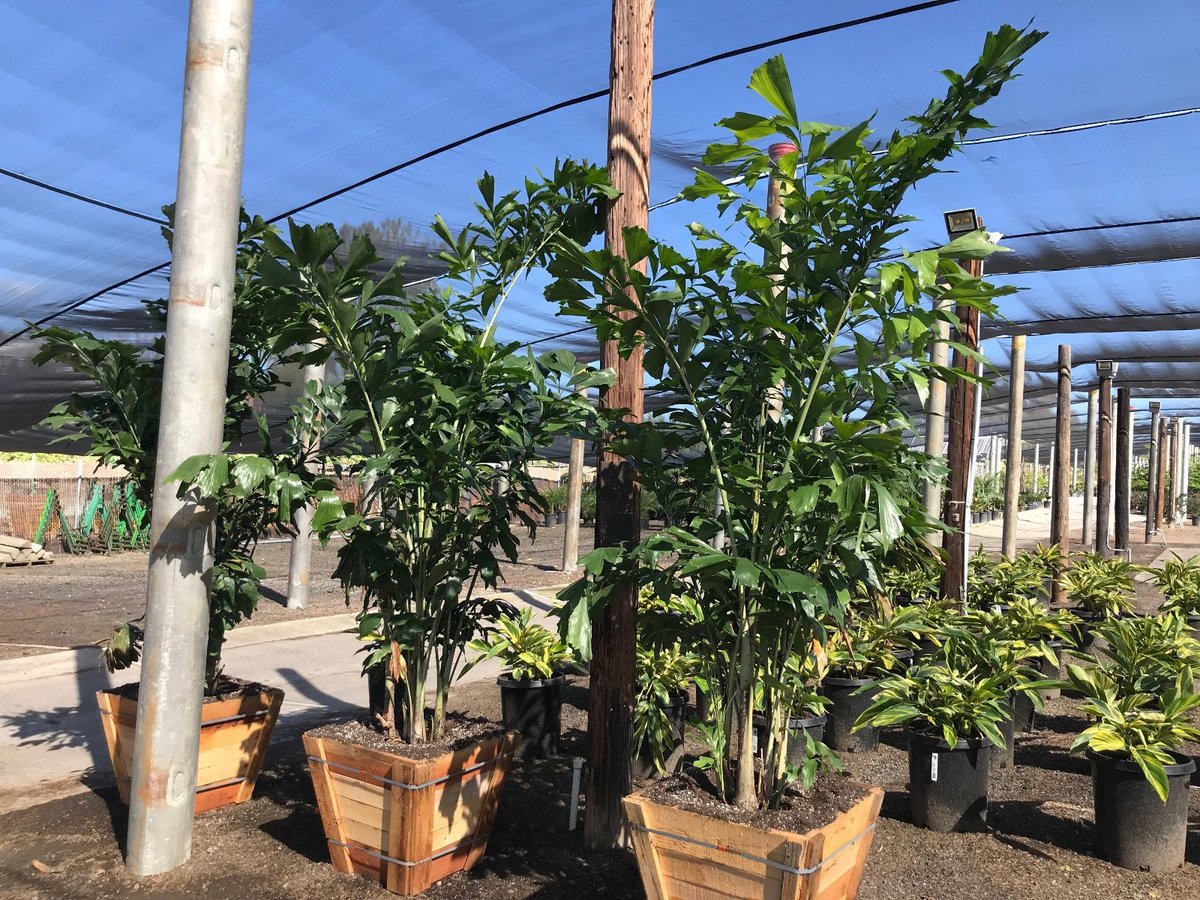 Photo for Caryota mitis (Fishtail Palm)