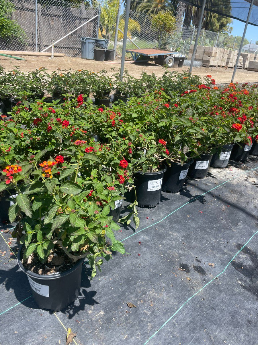 Photo for Lantana camara 'Dallas Red' (Dallas Red Lantana)