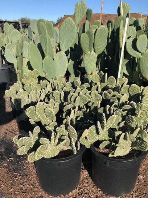 Photo for Opuntia microdasys ‘Rufa’ (Cinnamon Bunny Ears Cactus)
