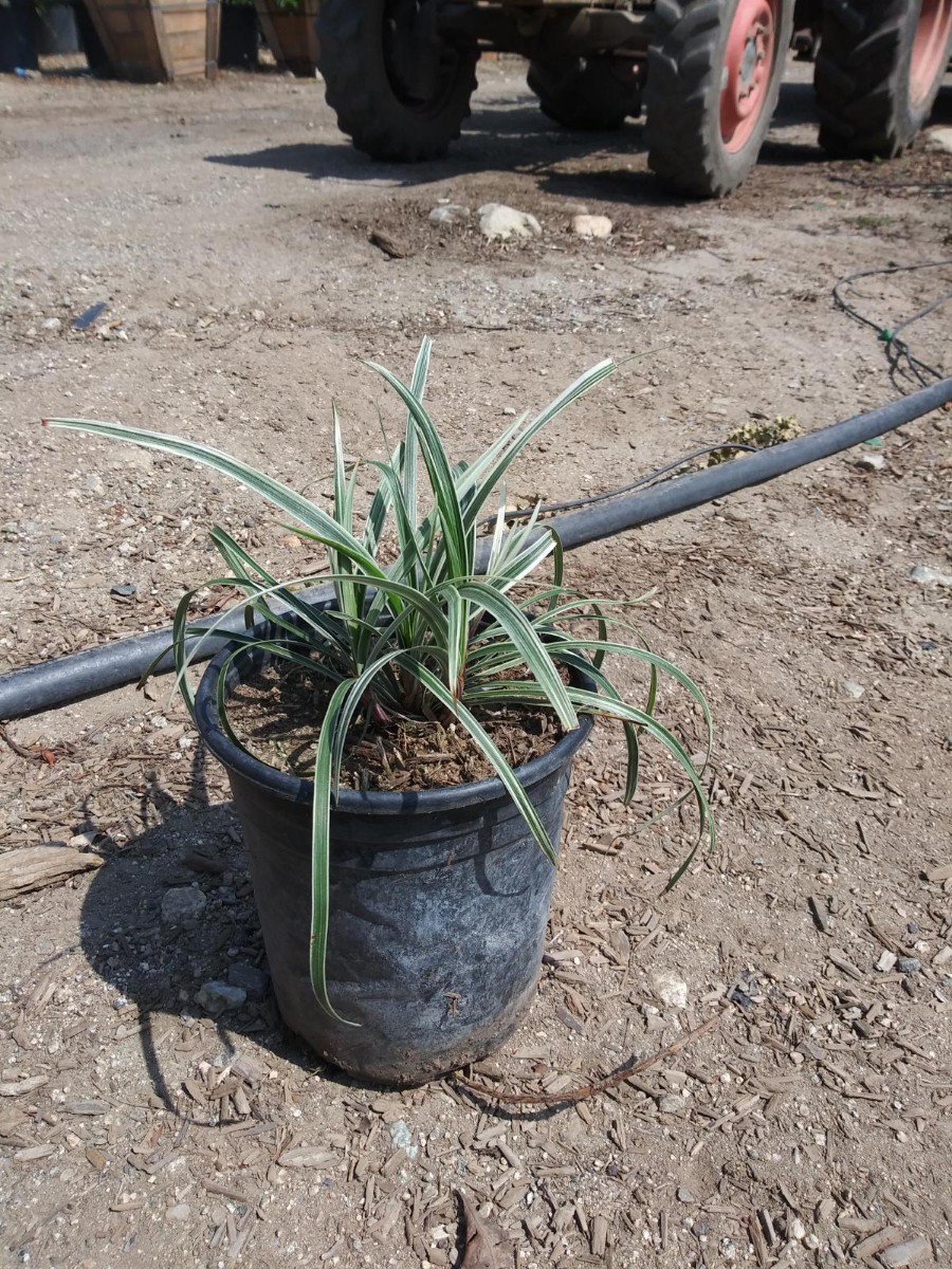 Photo for Liriope spicata 'Silver Dragon' (Silver Dragon Creeping Lilyturf)