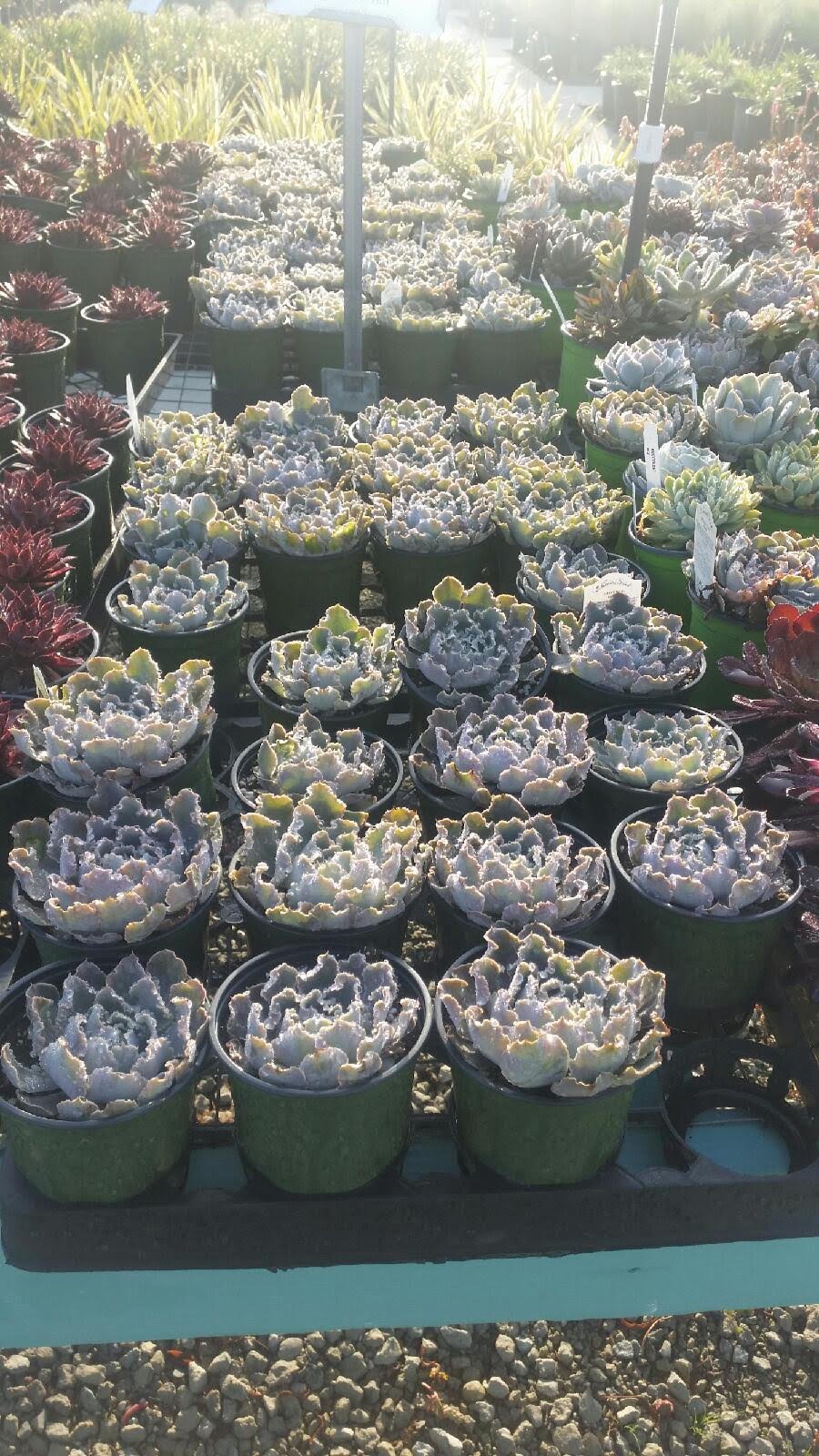 Photo for Echeveria 'Blue Curls' (Blue Curls Echeveria)