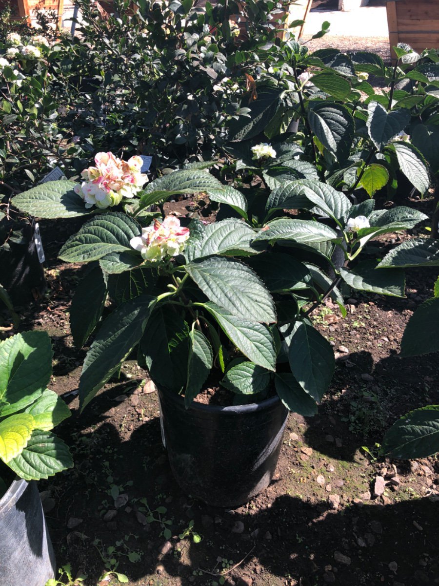 Photo for Hydrangea 'White' (White Hydrangea)