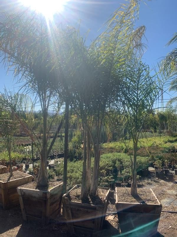 Photo for Syagrus romanzoffiana (Triple Trunk) (Queen Palm)