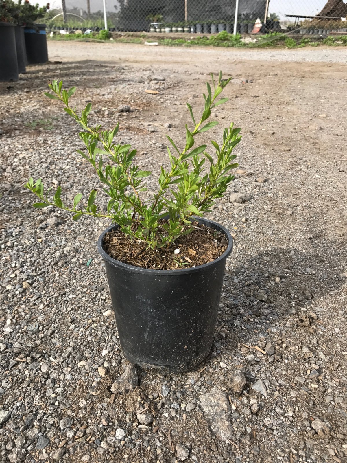Photo for Eremophila glabra ‘Mingenew Gold’ (Outback Sunrise Emu)