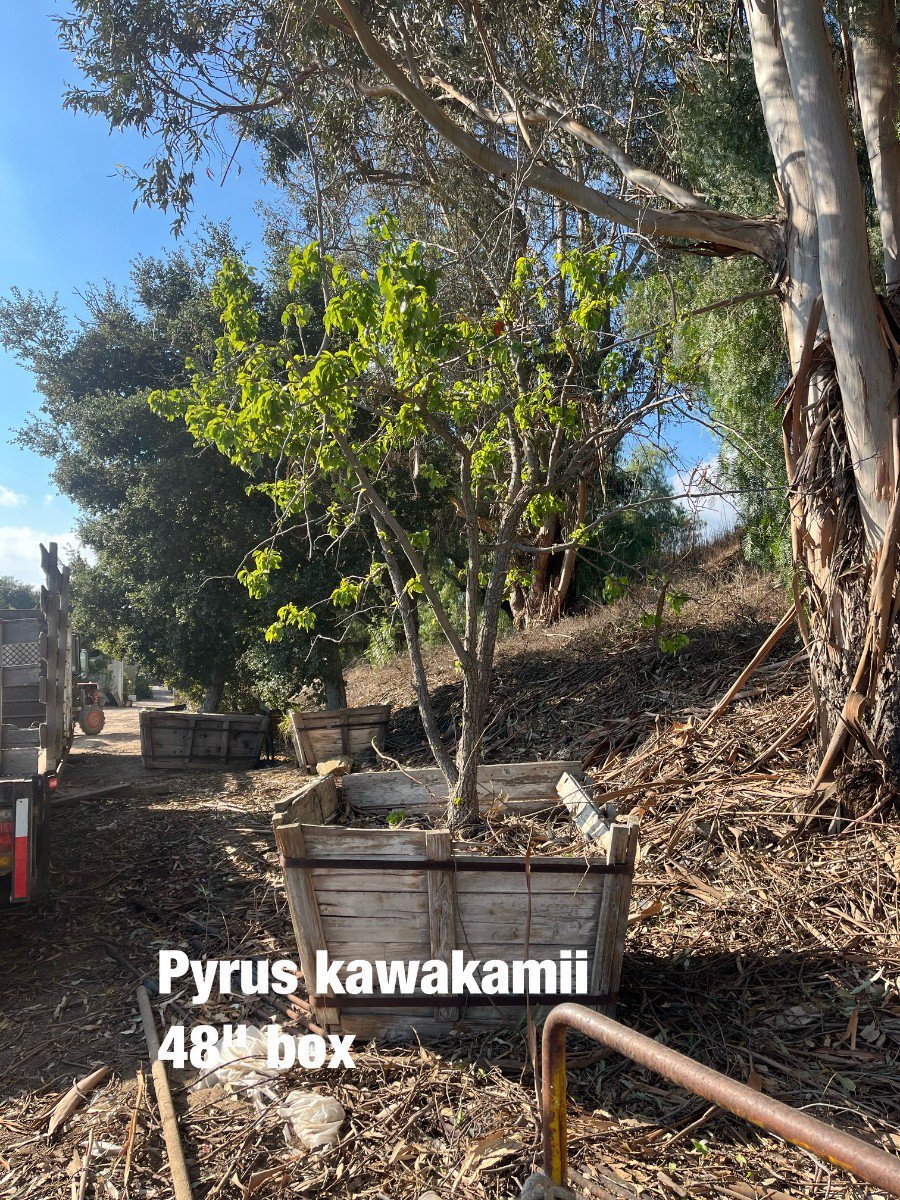 Photo for Pyrus kawakamii (Multi) (Evergreen Pear)